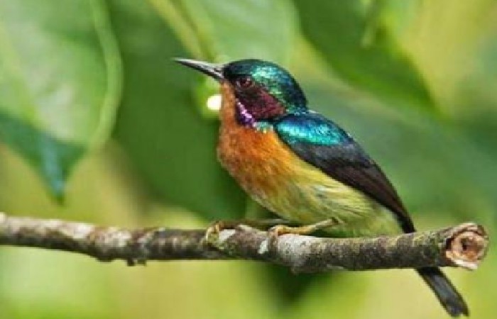 Gambar Kolibri Wulung