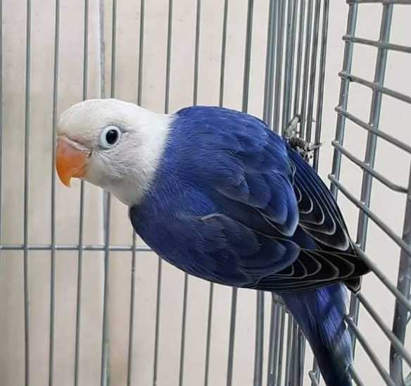 lovebird-biola-biru