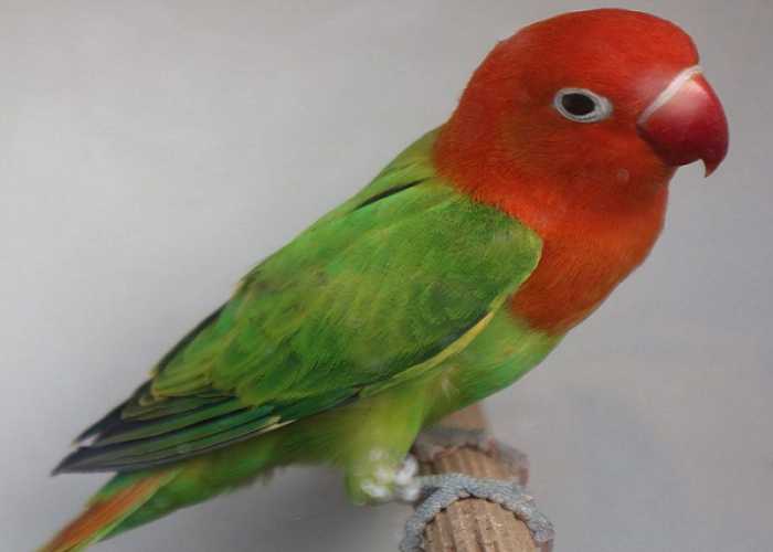 Gambar Burung Lovebird Biola Green