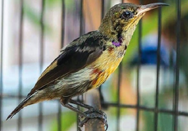 merawat kolibri liar