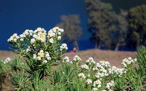 gambar bunga edelweis