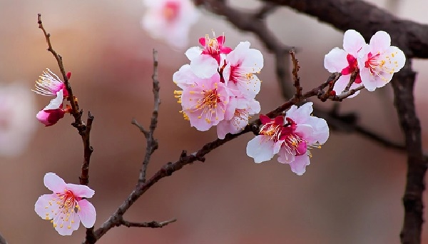 gambar bunga sakura