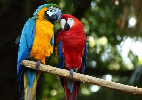 burung macaw