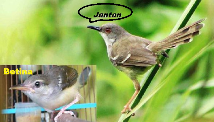 √ Makanan Burung Ciblek Di Alam Liar dan Agar Cepat Gacor - Kicaumania.net