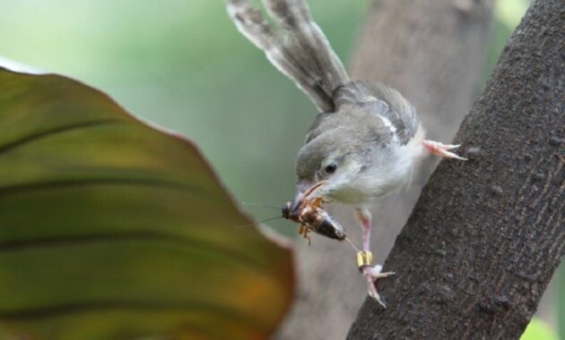 Makanan Burung Ciblek Di Alam Liar dan Agar Cepat Gacor - Kicaumania.net