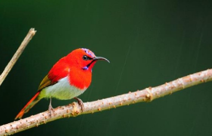 Gambar Kolibri Ekor Merah