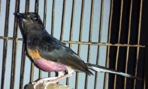 √ Cara Mengatasi Burung Murai Batu Mencabuti Bulunya Sendiri - Kicaumania.net