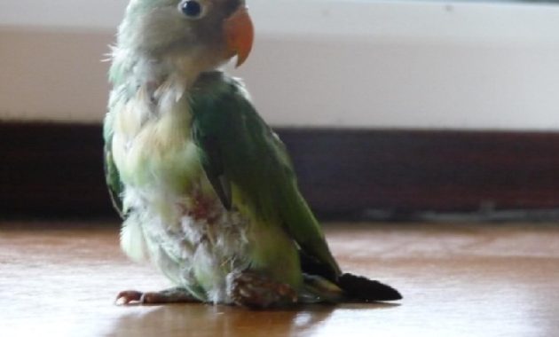 √ Cara Merawat Lovebird Mabung Agar Cepat Selesai dan
