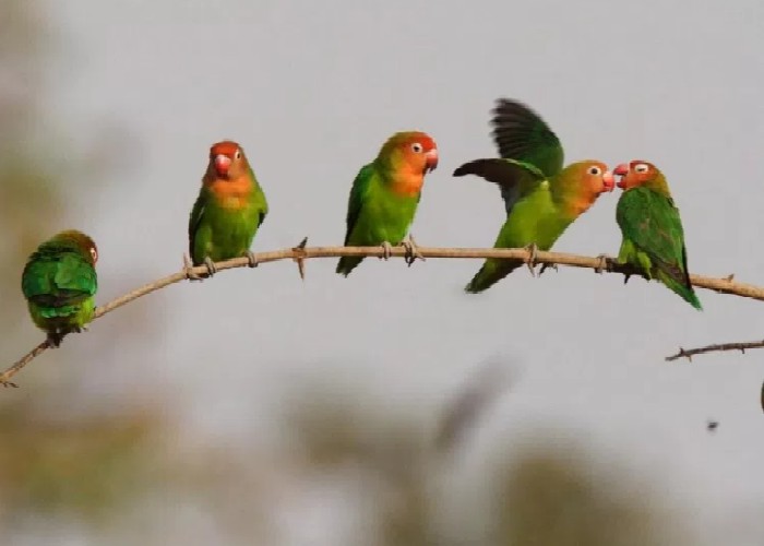 Gambar Lovebird Nyasa