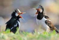 cara memaster burung kicauan