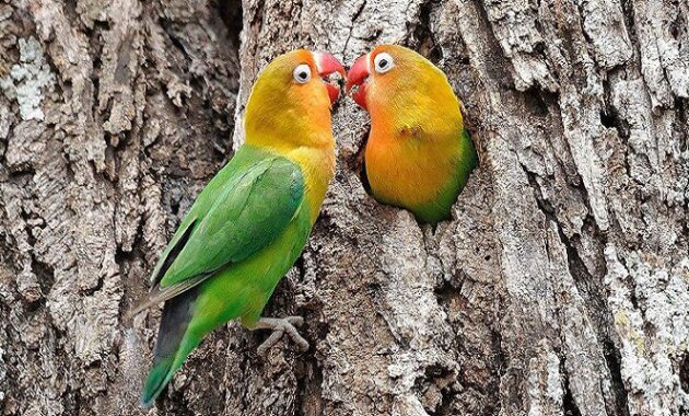 Ciri ciri Lovebird Ngekek Panjang √ Ciri-ciri Lovebird Ngekek Panjang Yang Penting Kicau Mania Ketahui - Kicaumania.net