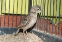 burung-branjangan-mabung