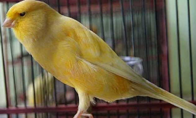 Penyebab dan Cara Mengatasi Burung Kenari Macet Bunyi - Kicaumania.net