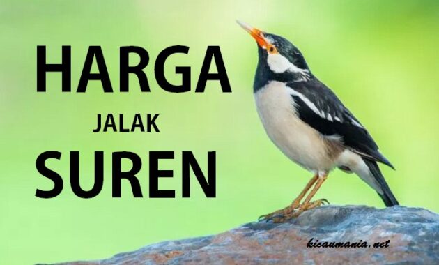 √ Daftar Harga Burung Jalak Suren Terbaru 2022 - Kicaumania.net