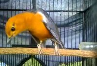 Cara merawat burung anis merah