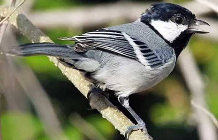 √ Cara Merawat Burung Gelatik Batu/Wingko Agar Rajin Berkicau -  Kicaumania.net