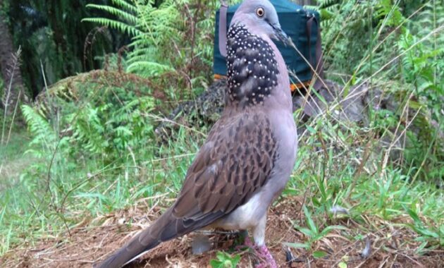 Suara burung Tekukur mp3