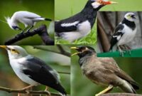 burung-jalak-macet-bunyi