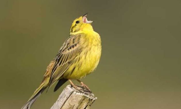 cara-merawat-burung-bakalan