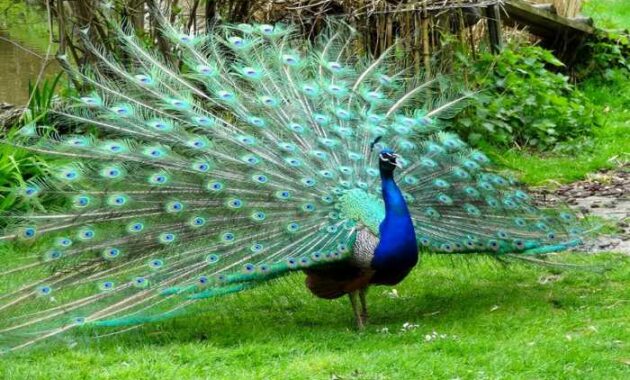 burung merak