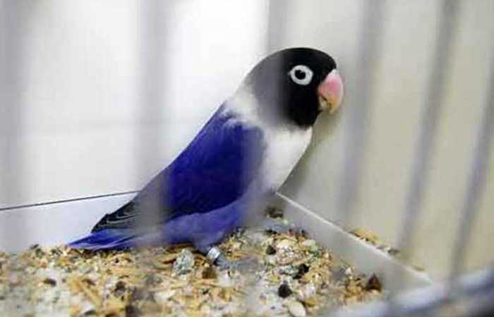 gambar lovebird violet Personata