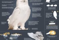burung hantu putih