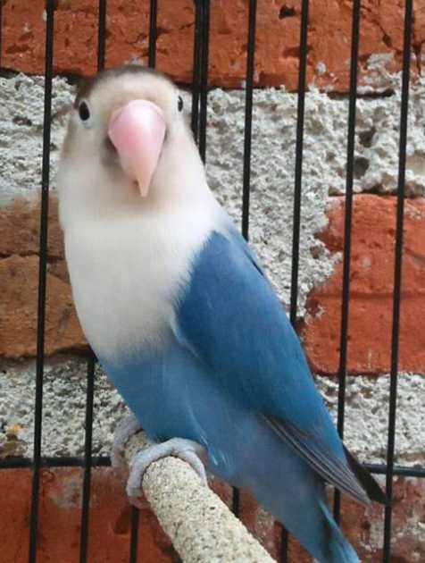 lovebird blue FC