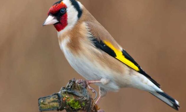gambar burung goldfinch