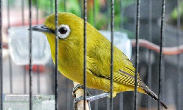 suara burung pleci betina