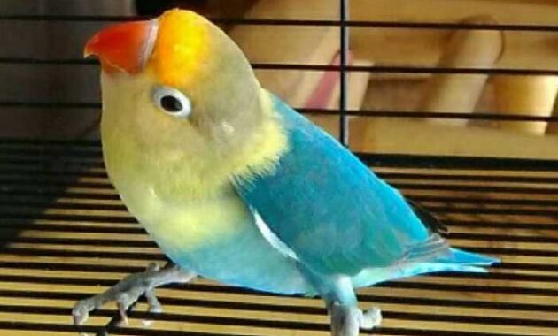 cara menghasilkan lovebird partblue