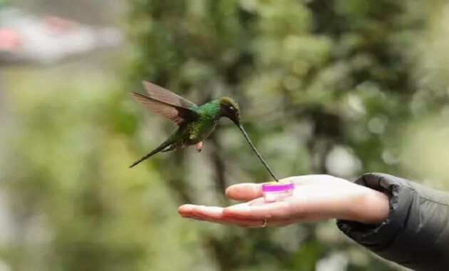 Jenis Burung Kolibri Di Indonesia Lengkap Dengan Gambarnya Jenis Burung kolibri di Indonesia Lengkap Dengan Gambarnya - Kicaumania.net