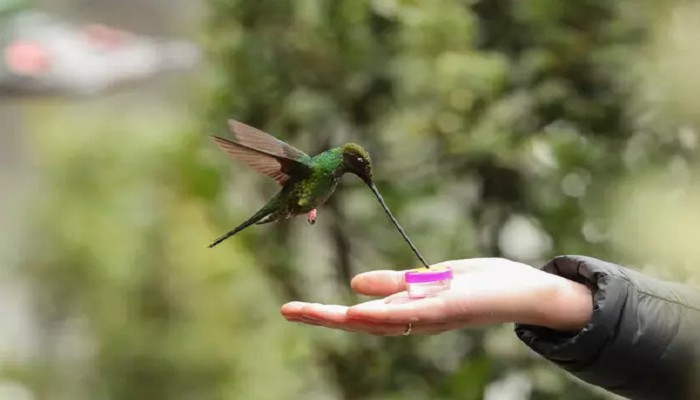 √ Jenis Burung kolibri di Indonesia Lengkap Dengan Gambarnya -  Kicaumania.net
