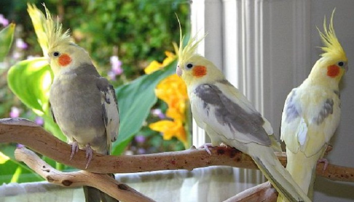 √ Recomendasi Pakan Burung Parkit Agar Gacor dan Jenis-jenisnya -  Kicaumania.net