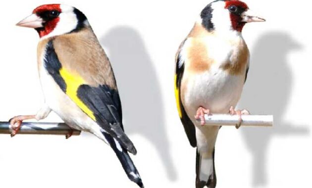 suara burung goldfinch