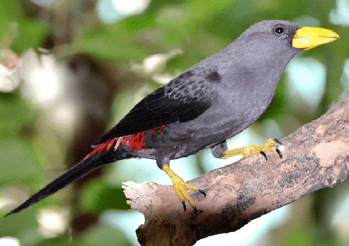 √ Burung Rio-Rio: Harga, Suara, Karakter, Habitat, Perawatan dan Pemasteran  - Kicaumania.net