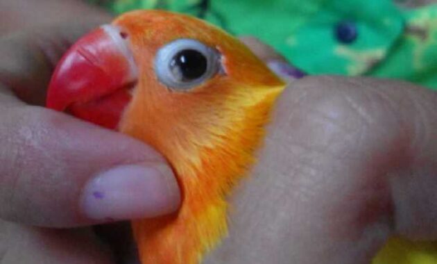 cara-mengatasi-burung-terkena-snot