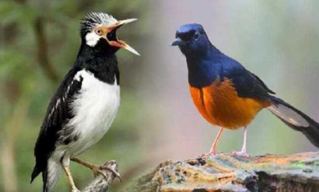 istilah burung