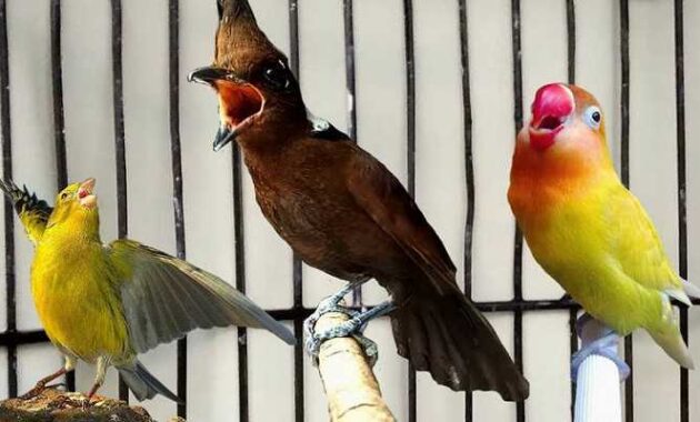 Masteran Yang Cocok Untuk Lovebird