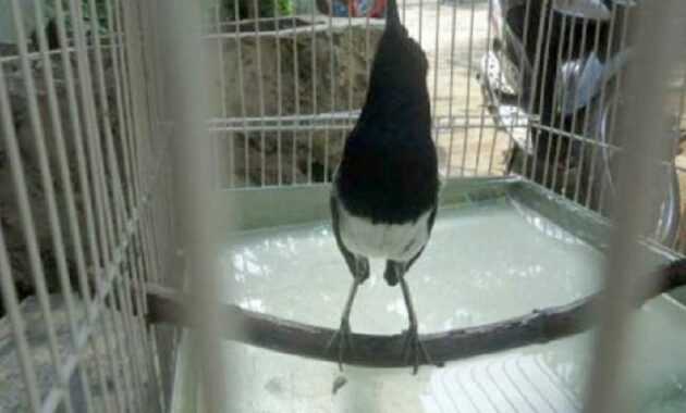 cara melatih burung mandi