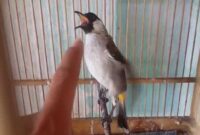 cara menjinakan burung kutilang