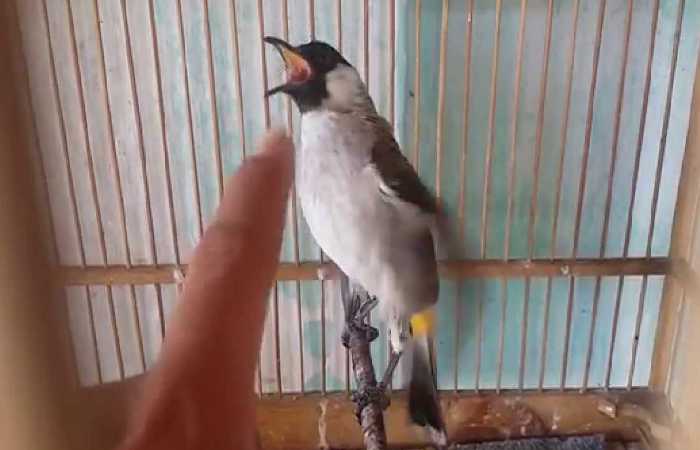 cara menjinakan burung kutilang