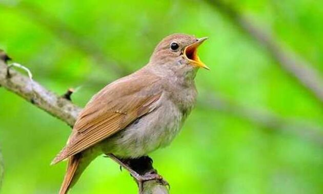 burung sikatan londo