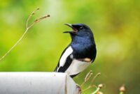 cara-menjinakan-burung-kacer