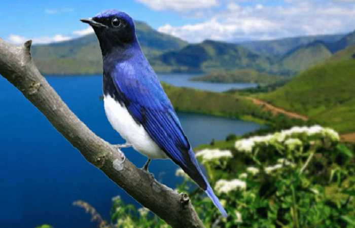 Gambar Burung Selendang Biru