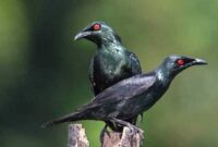 harga-burung-cucak-keling