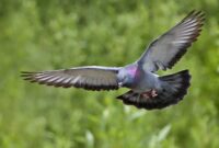 harga-burung-merpati