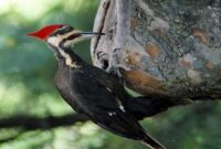 harga-burung-pelatuk
