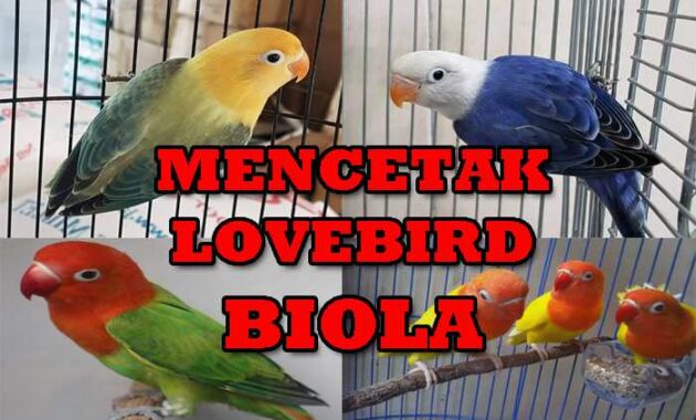 lovebird-biola