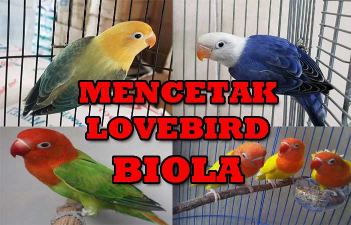 lovebird-biola