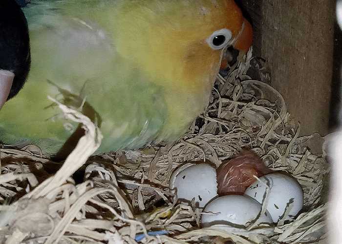 telur lovebird ngisi atau tidak